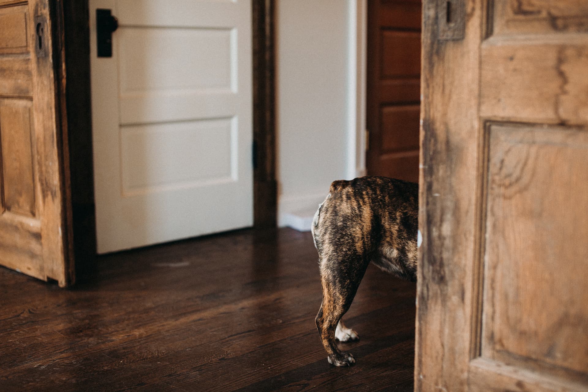 The studio dog walking through the original second-floor wood doors of the carriage house.