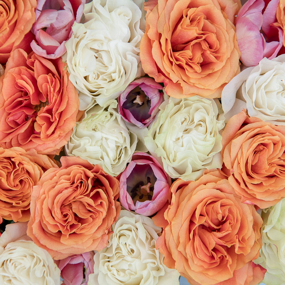 Naturally You post: peach roses and cream tulips in close-up