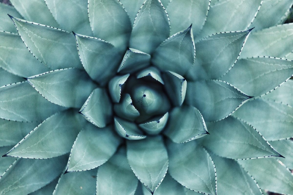 An agave seen from above, blue-green rosette