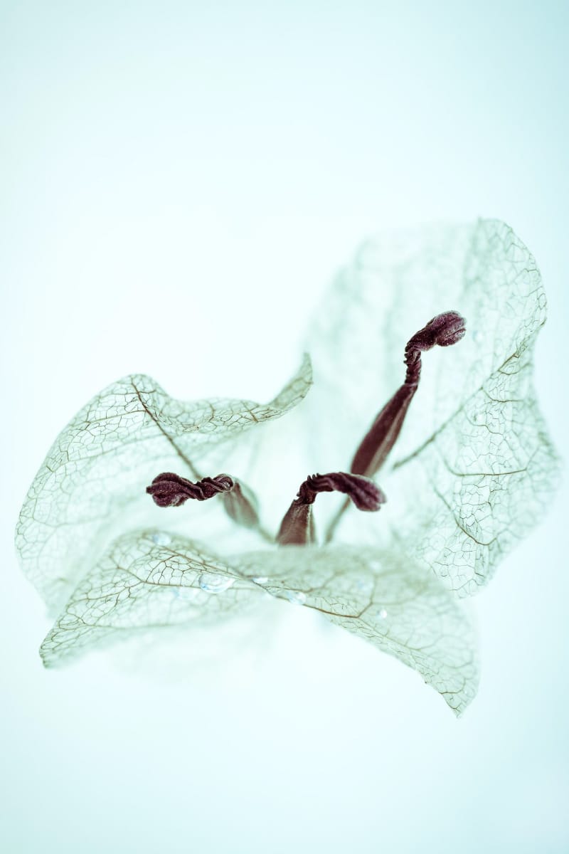 A dried flower, pale and veined, against mint